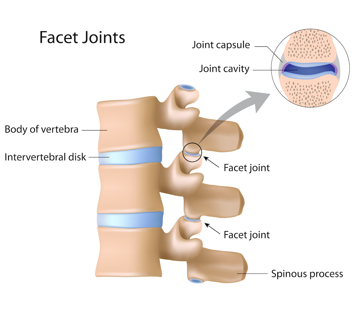 Diagram showing location and anatomy of facet joints; blog: 4 Facet Joint Facts